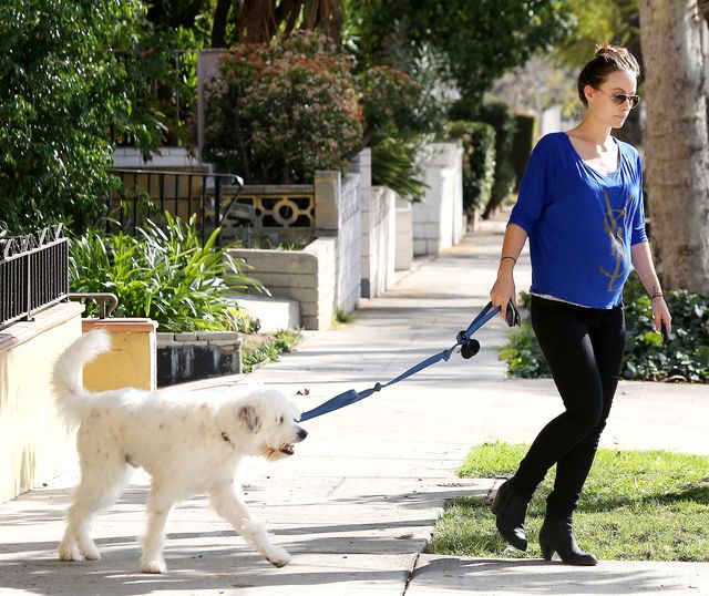 оливия уайлд фото